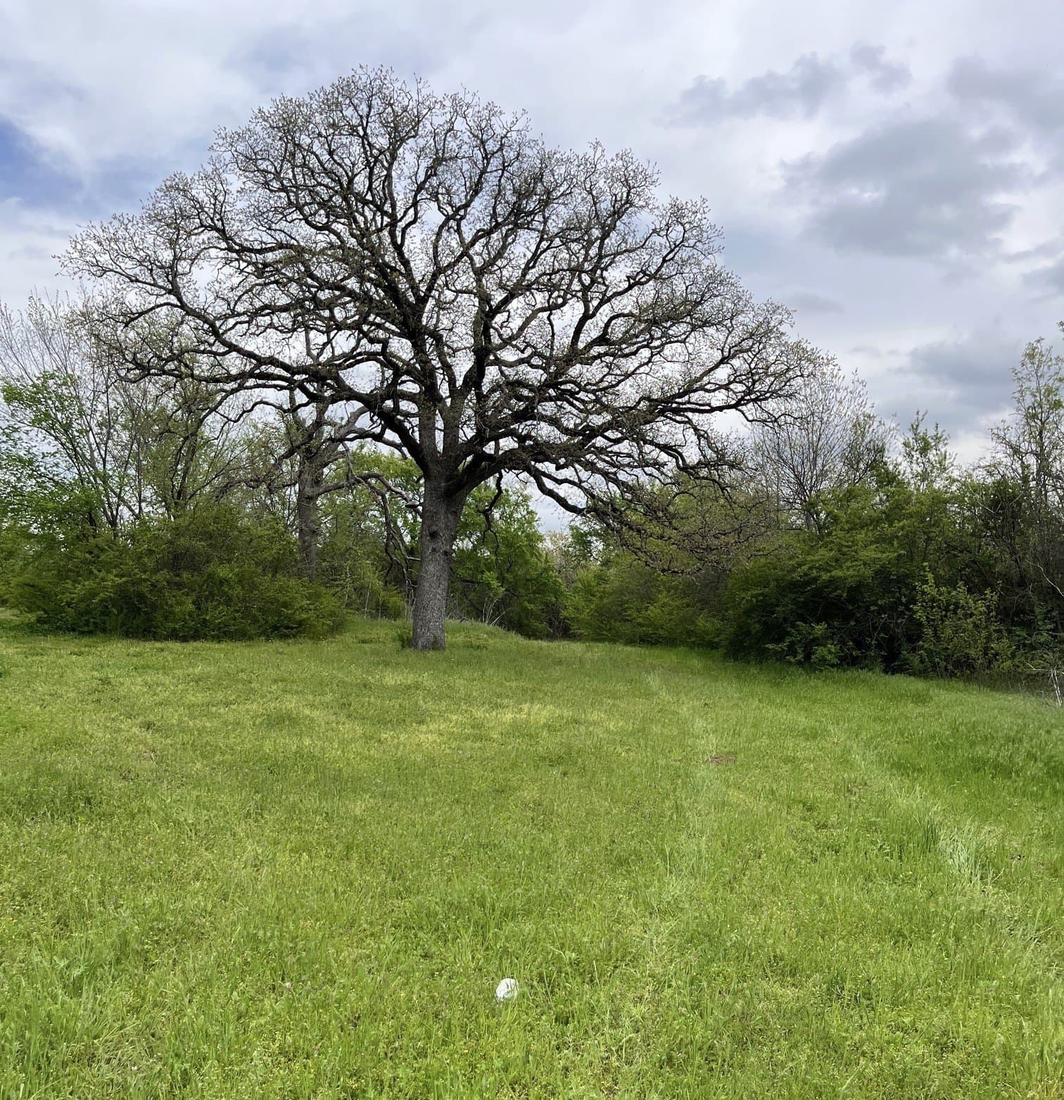 1.41 acres in Grayson County gallery image 3
