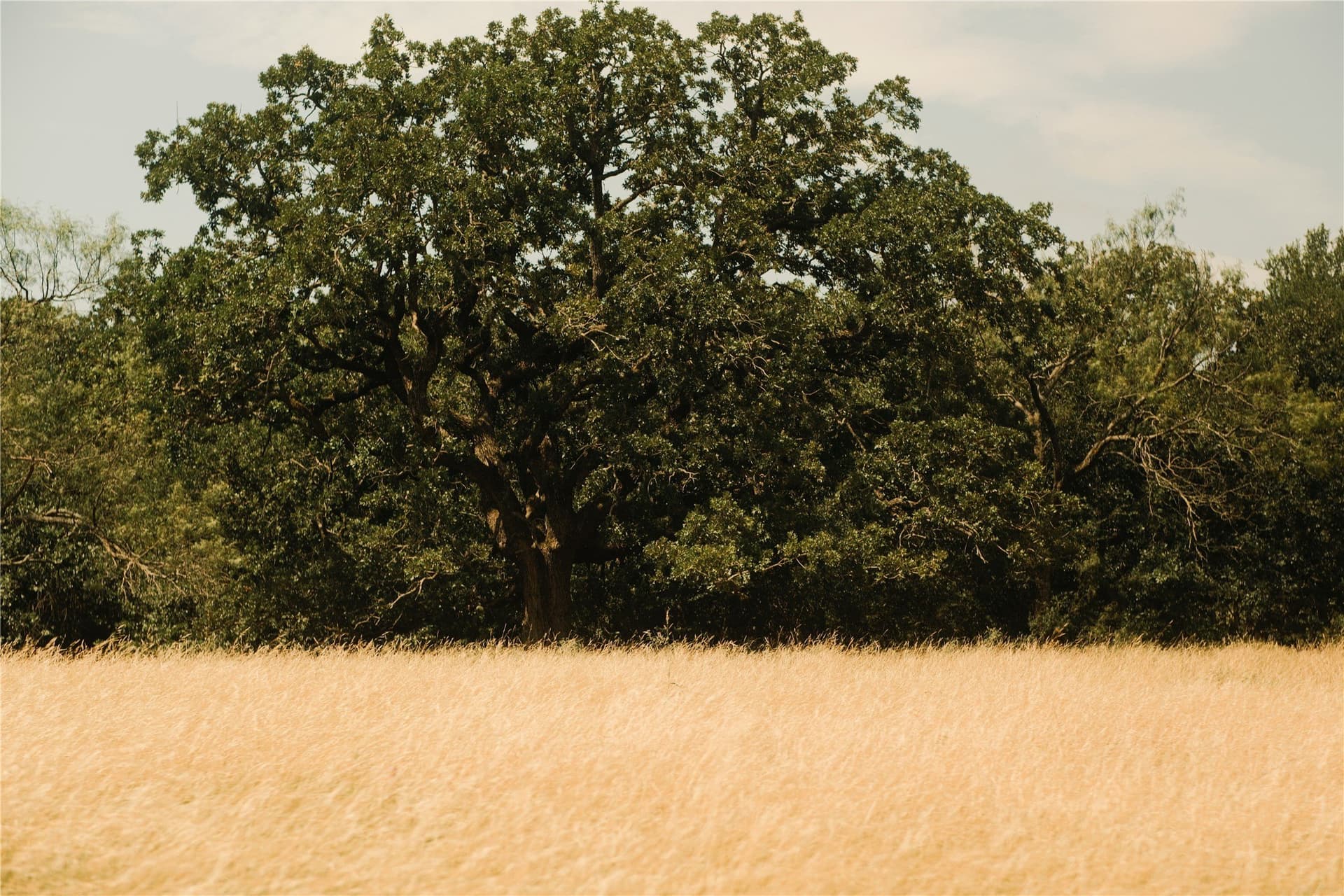 23.1 acres in Hood County - photo 9