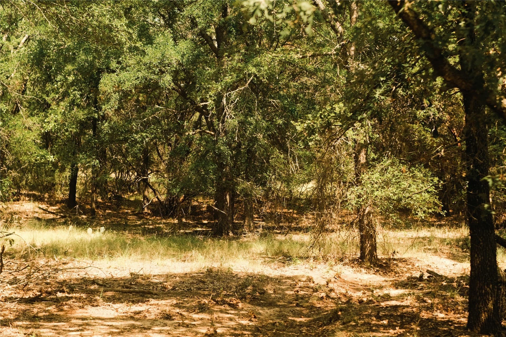 23.1 acres in Hood County - photo 12