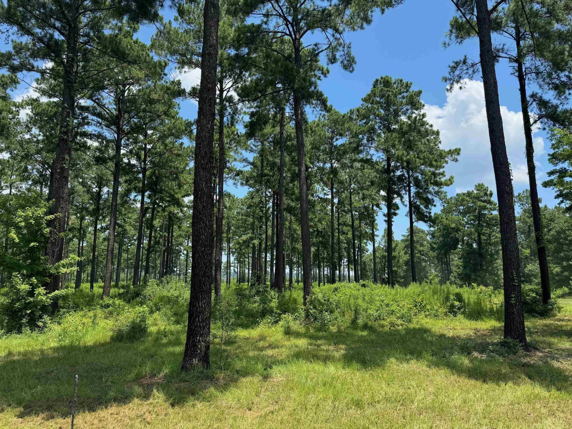 1.25 acres in Texas County - photo 3