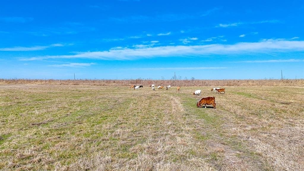 5 acres in Navarro County gallery image 4