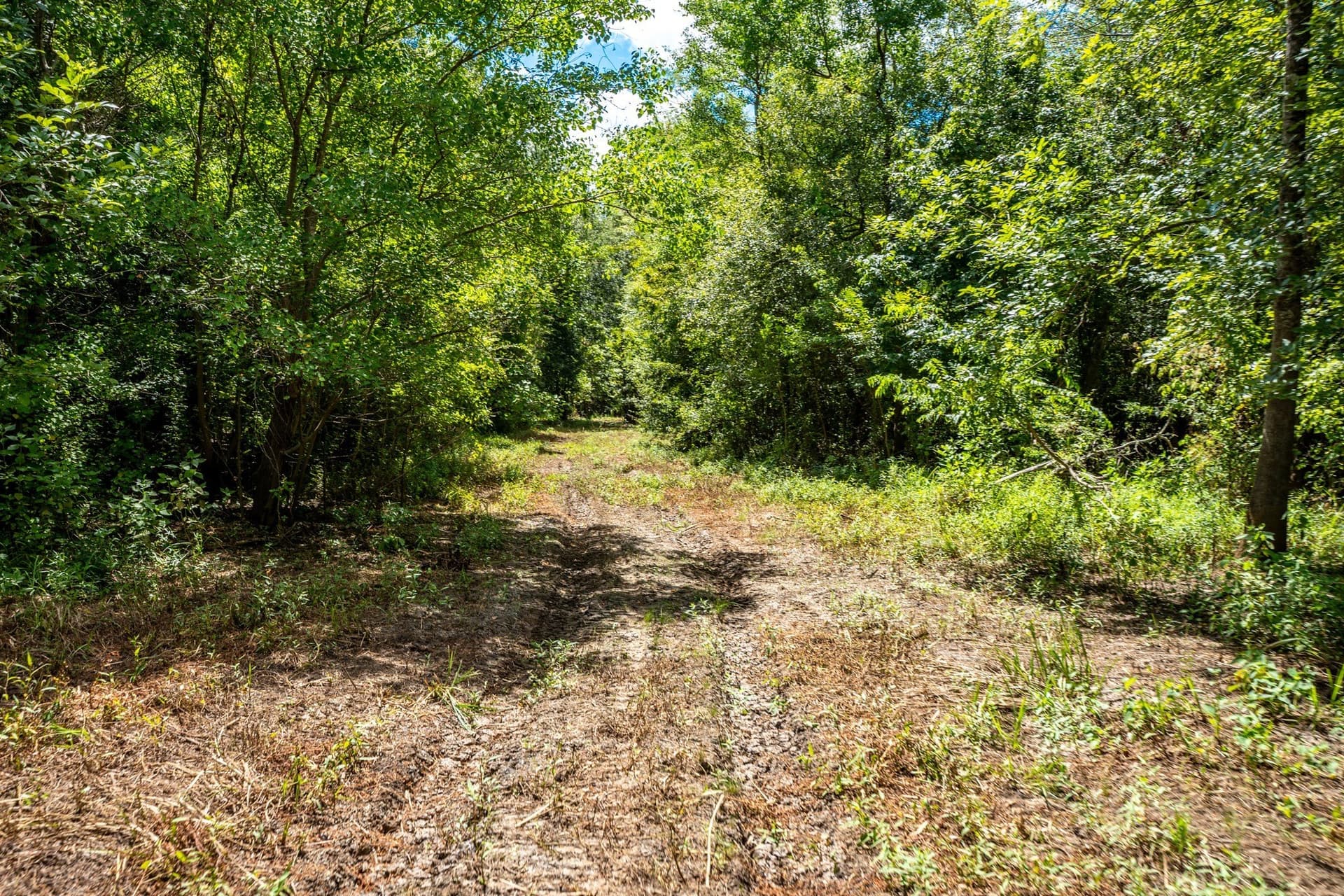 146.5 acres in Leon County - photo 24