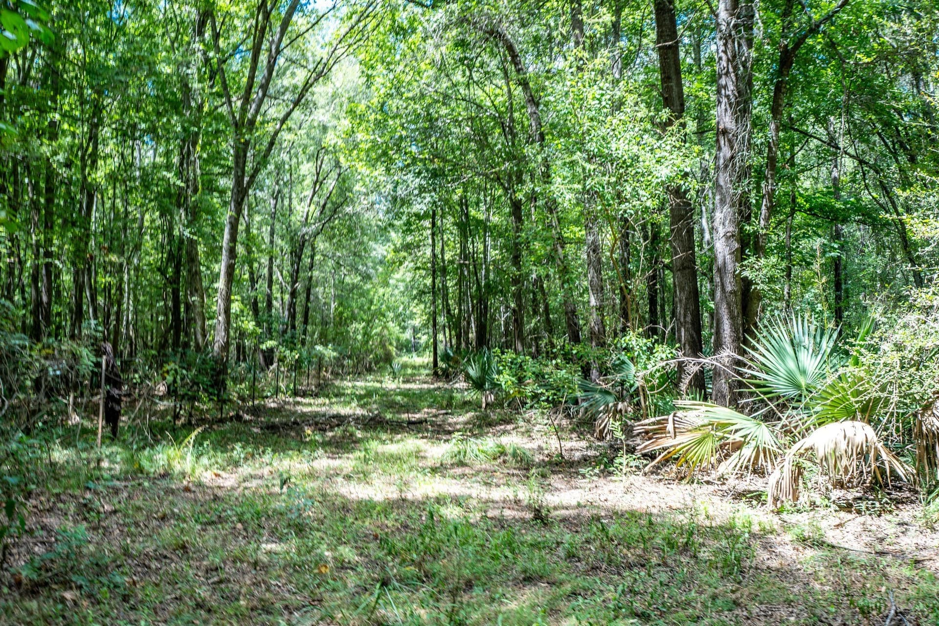146.5 acres in Leon County - photo 38