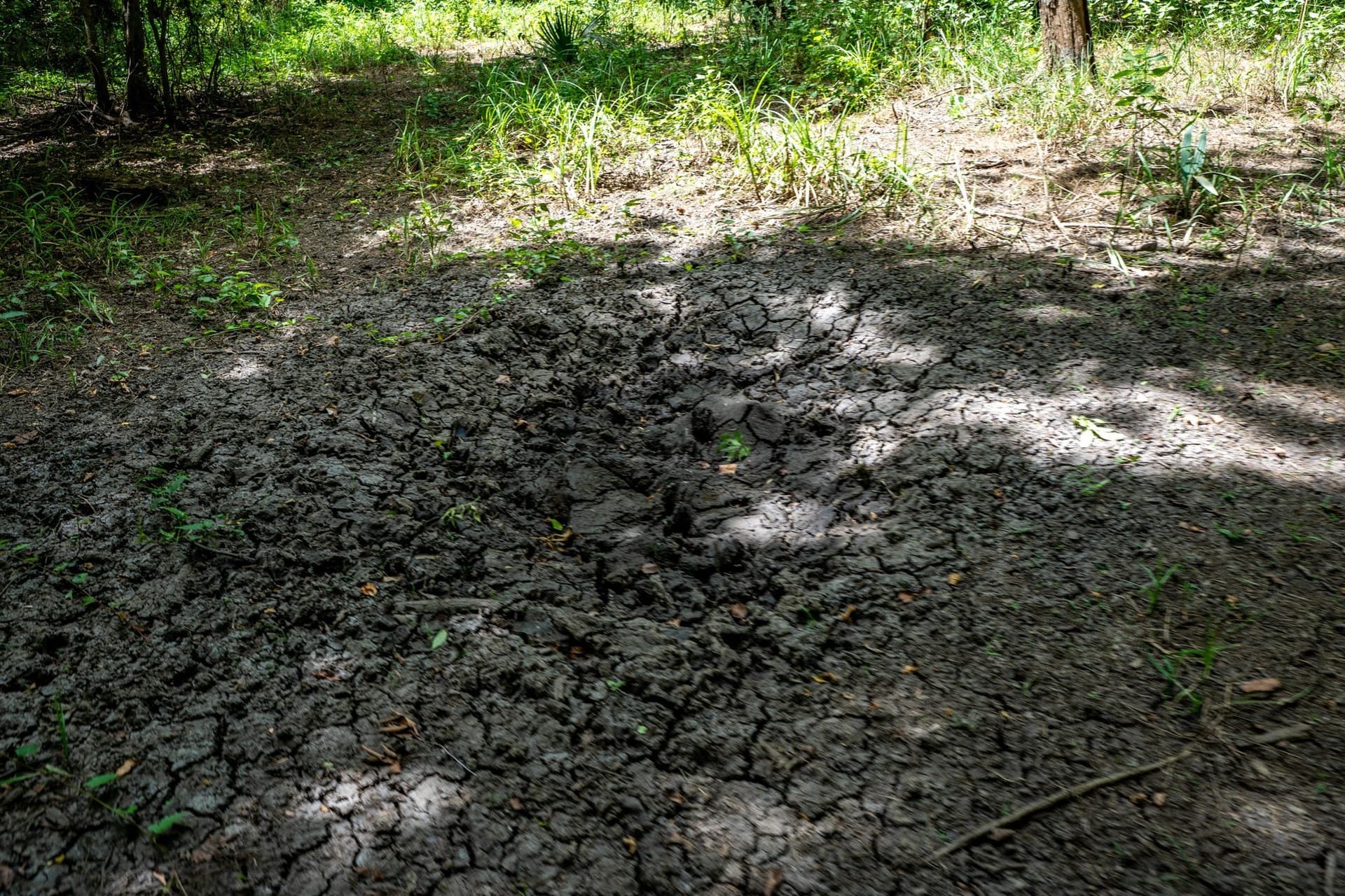 146.5 acres in Leon County - photo 6