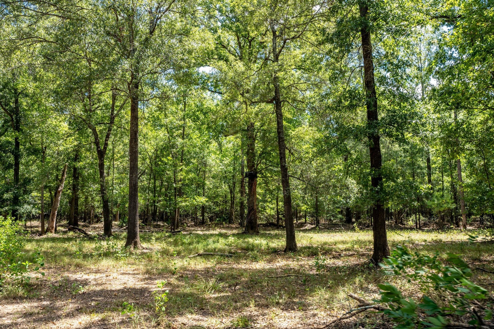 146.5 acres in Leon County - photo 29