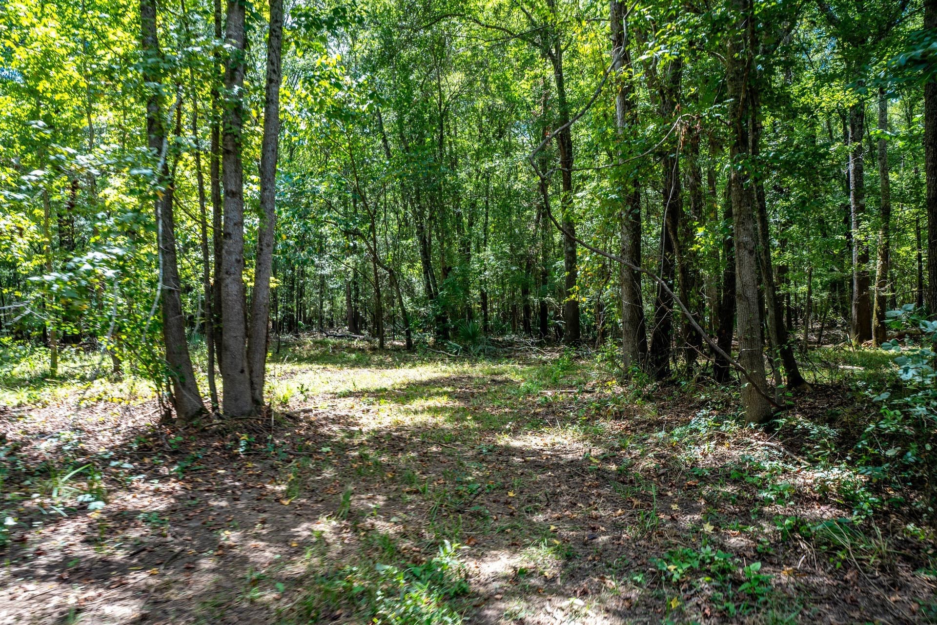 146.5 acres in Leon County - photo 25