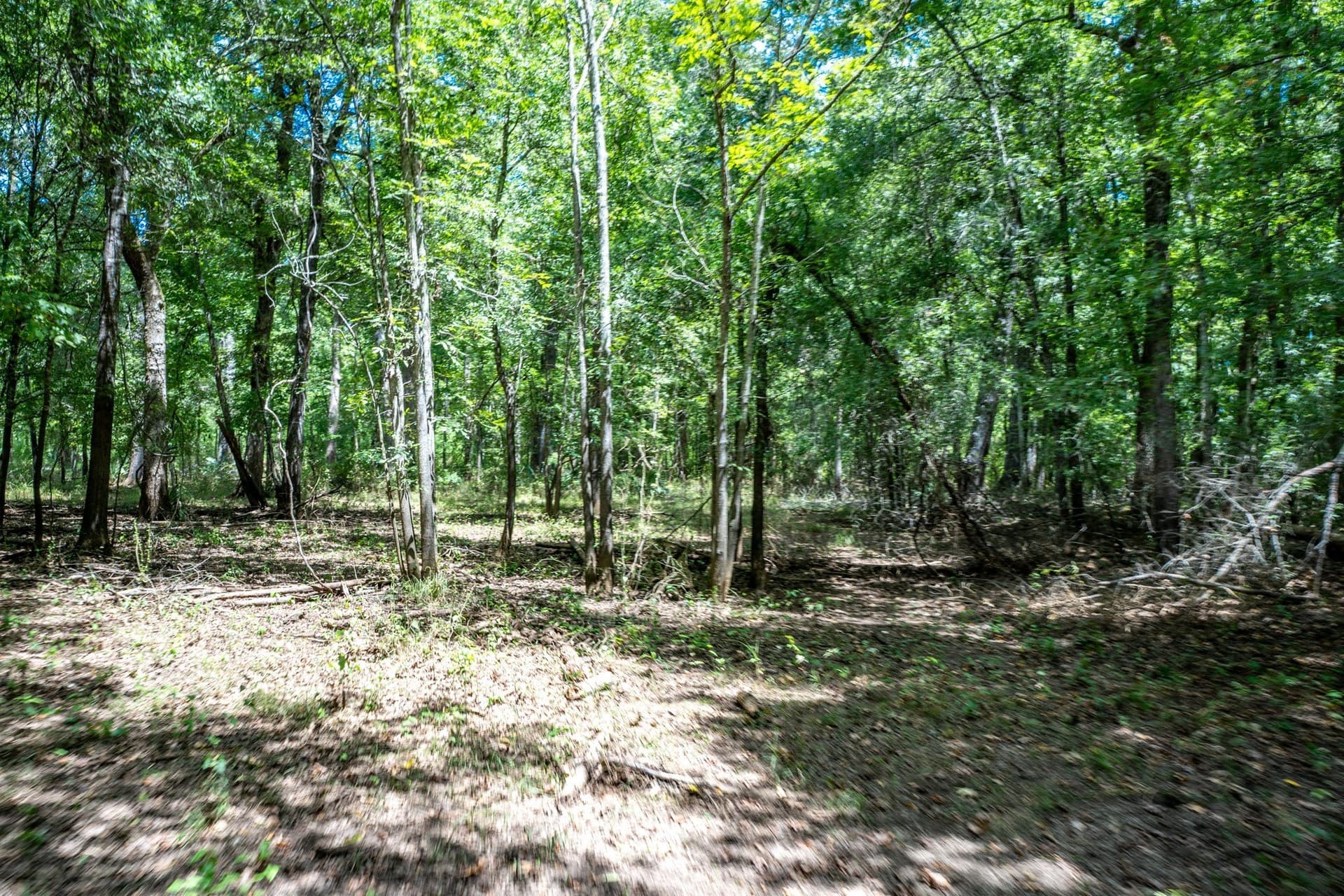 146.5 acres in Leon County - photo 31
