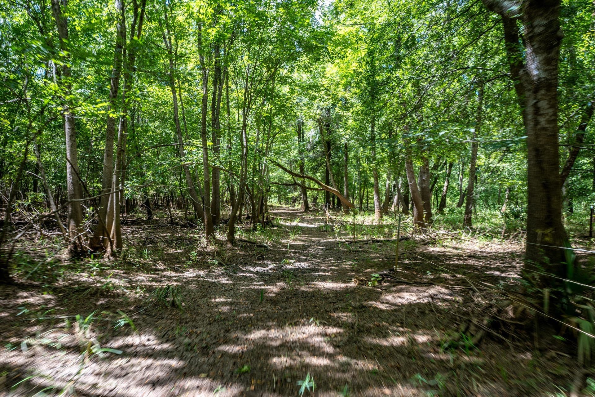 146.5 acres in Leon County - photo 5