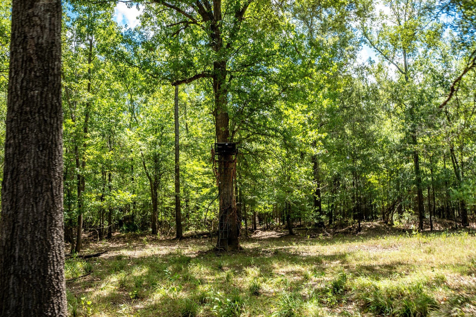 146.5 acres in Leon County - photo 30