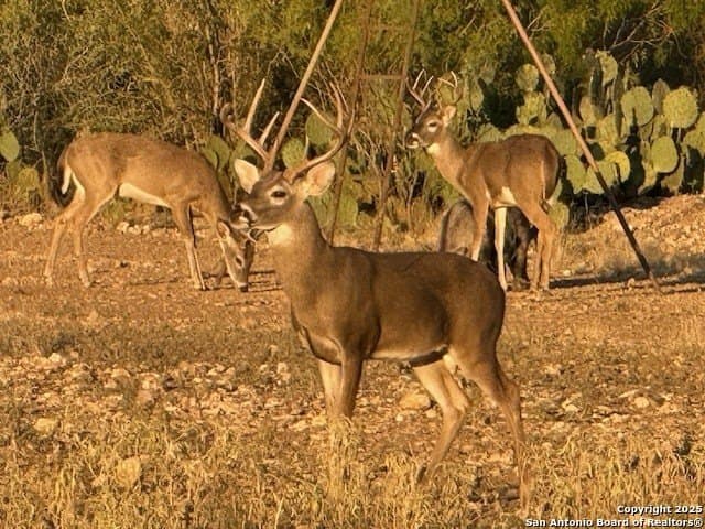 19.66 acres in Uvalde County gallery image 2