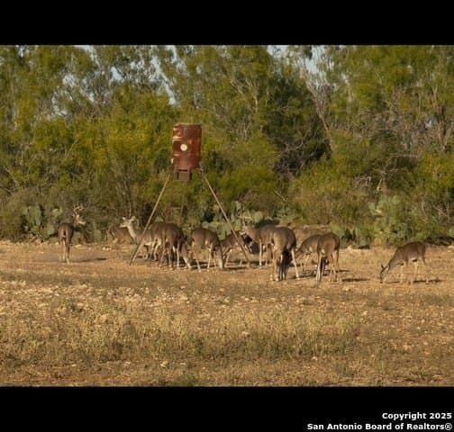 19.66 acres in Uvalde County gallery image 3