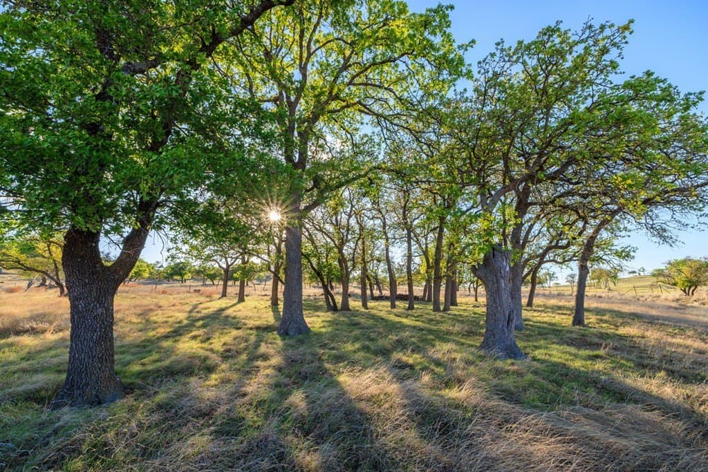 41 acres in Gillespie County - photo 6