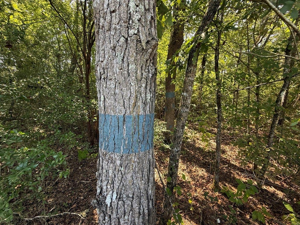22.75 acres in Texas County featured view