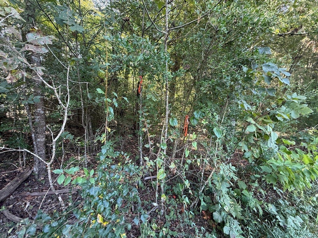 22.75 acres in Texas County gallery image 4
