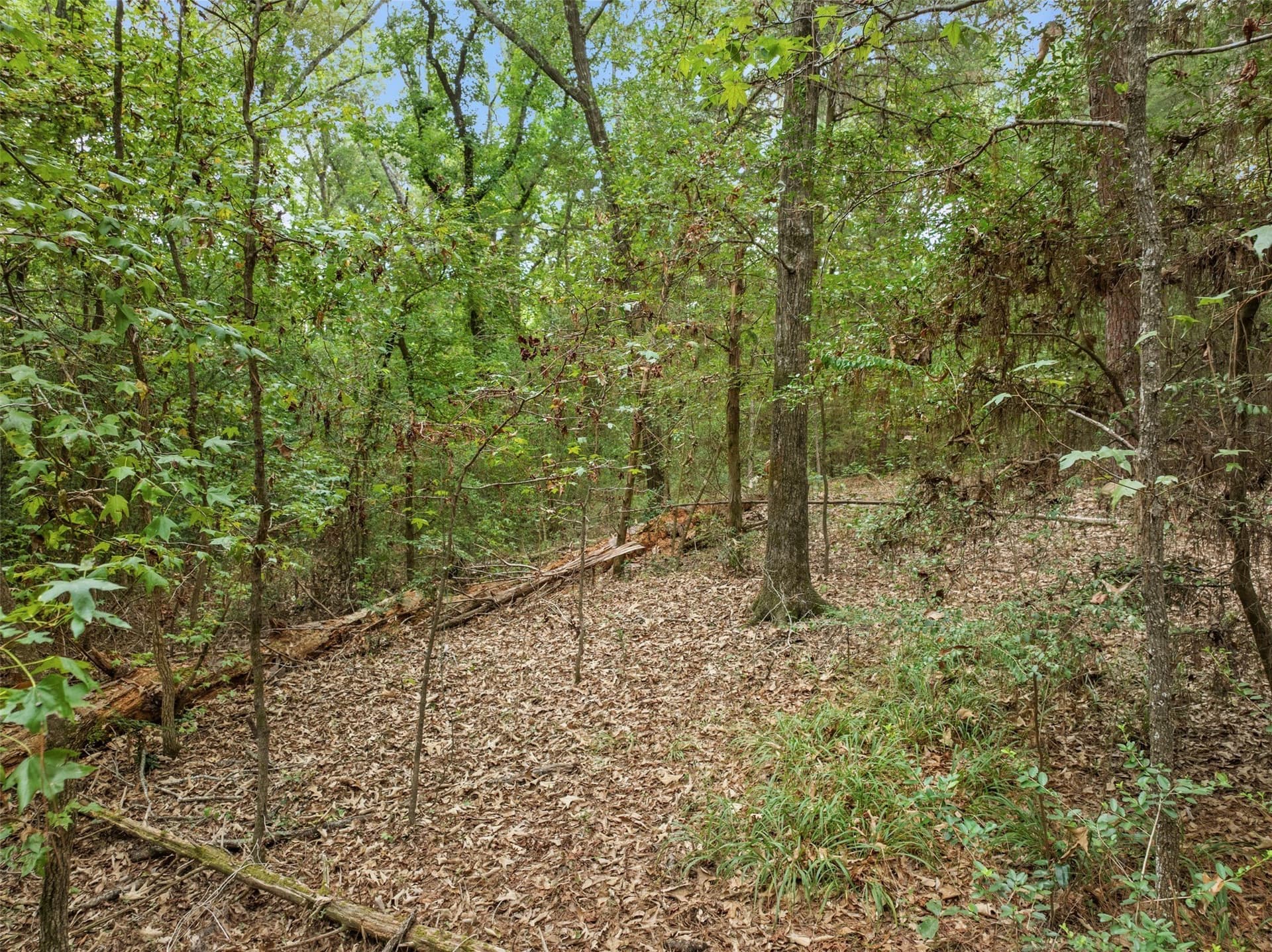 21.02 acres in Anderson County - photo 15