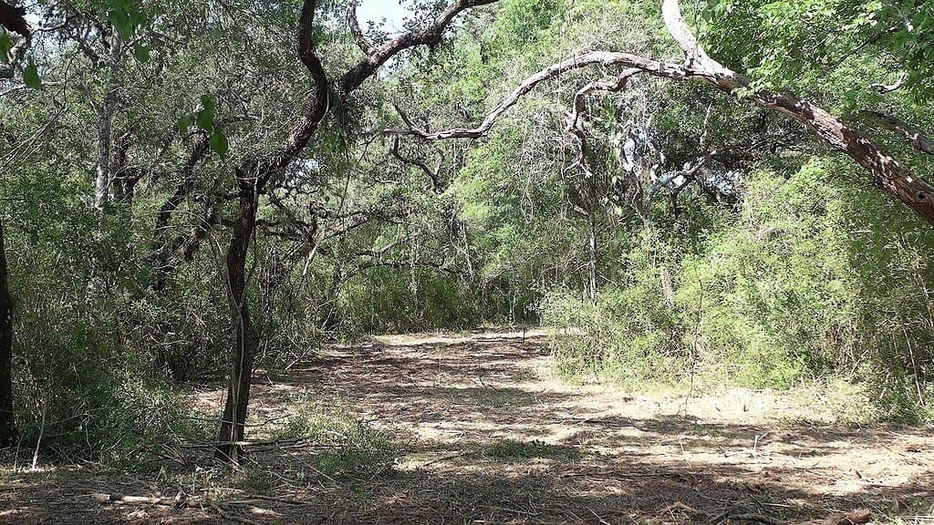 11 acres in Lavaca County - photo 24