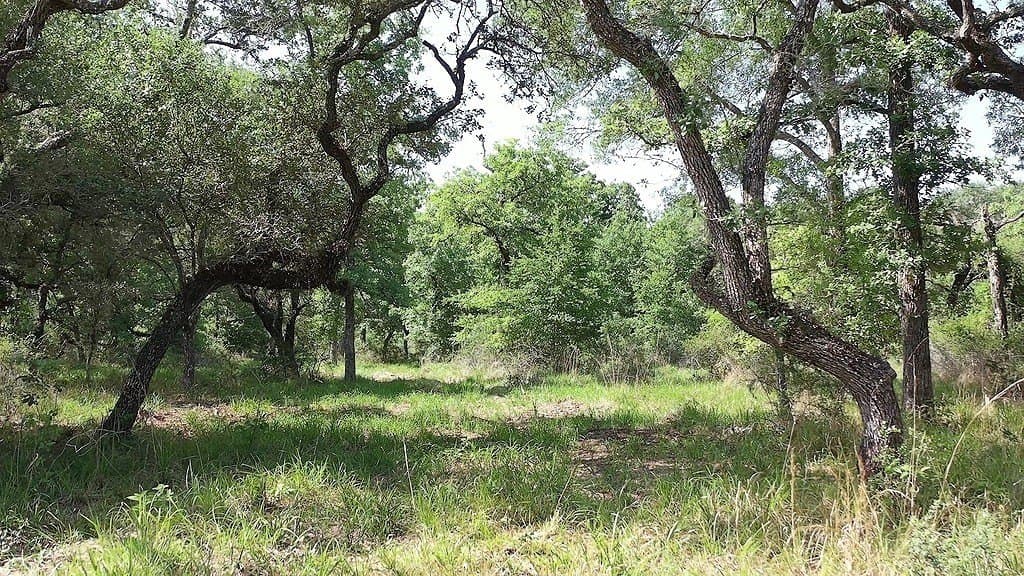 11 acres in Lavaca County - photo 23