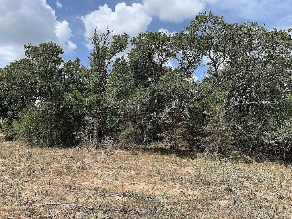 11 acres in Lavaca County - photo 6