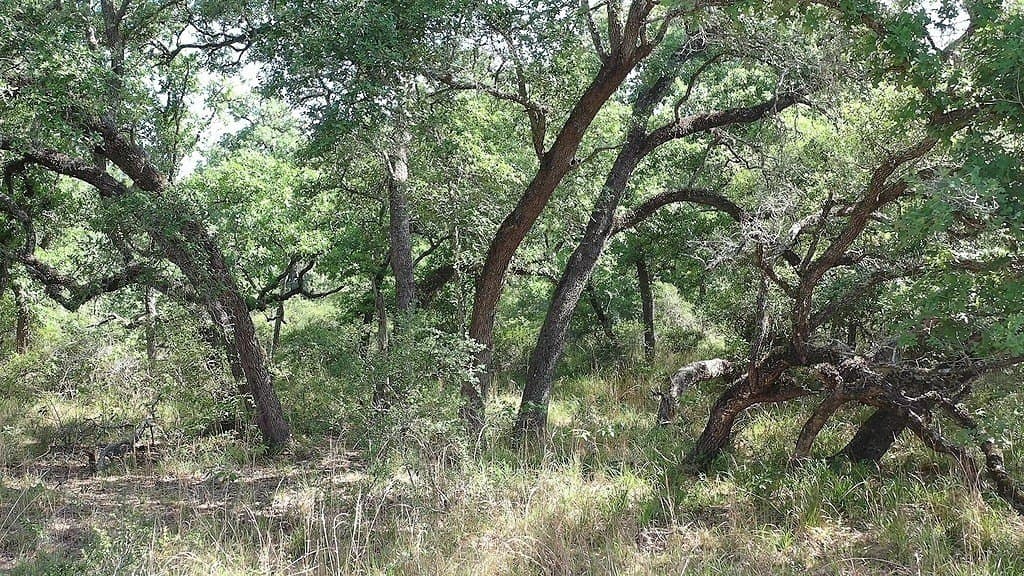 11 acres in Lavaca County - photo 21