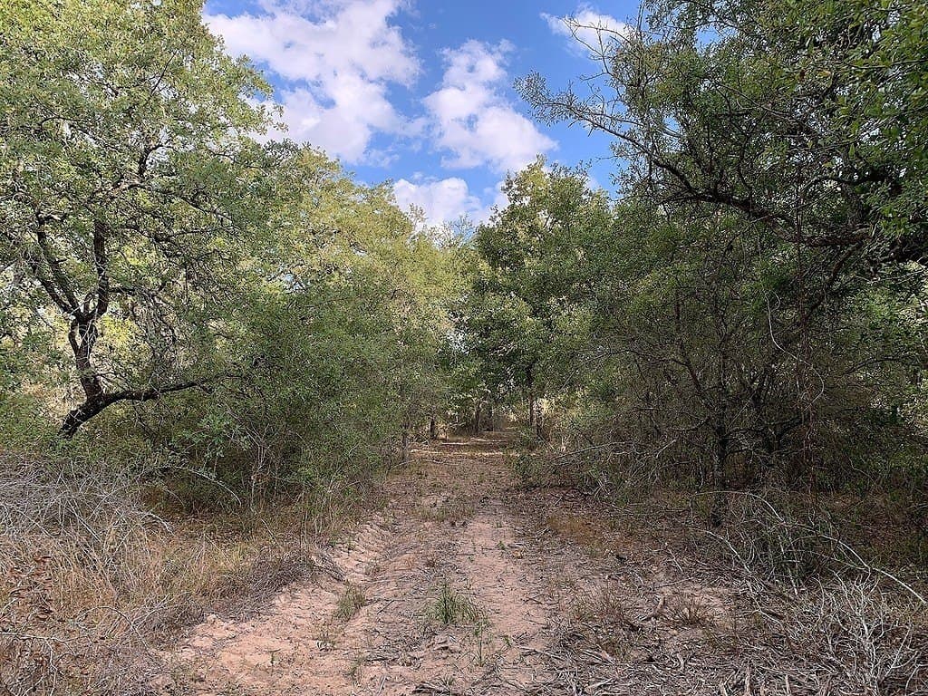 11 acres in Lavaca County - photo 18