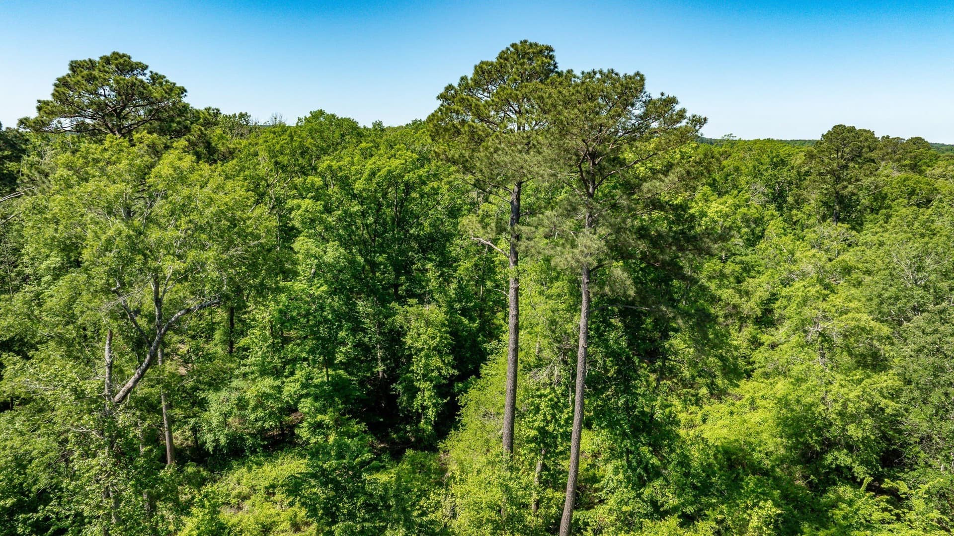 202.83 acres in Upshur County - photo 29