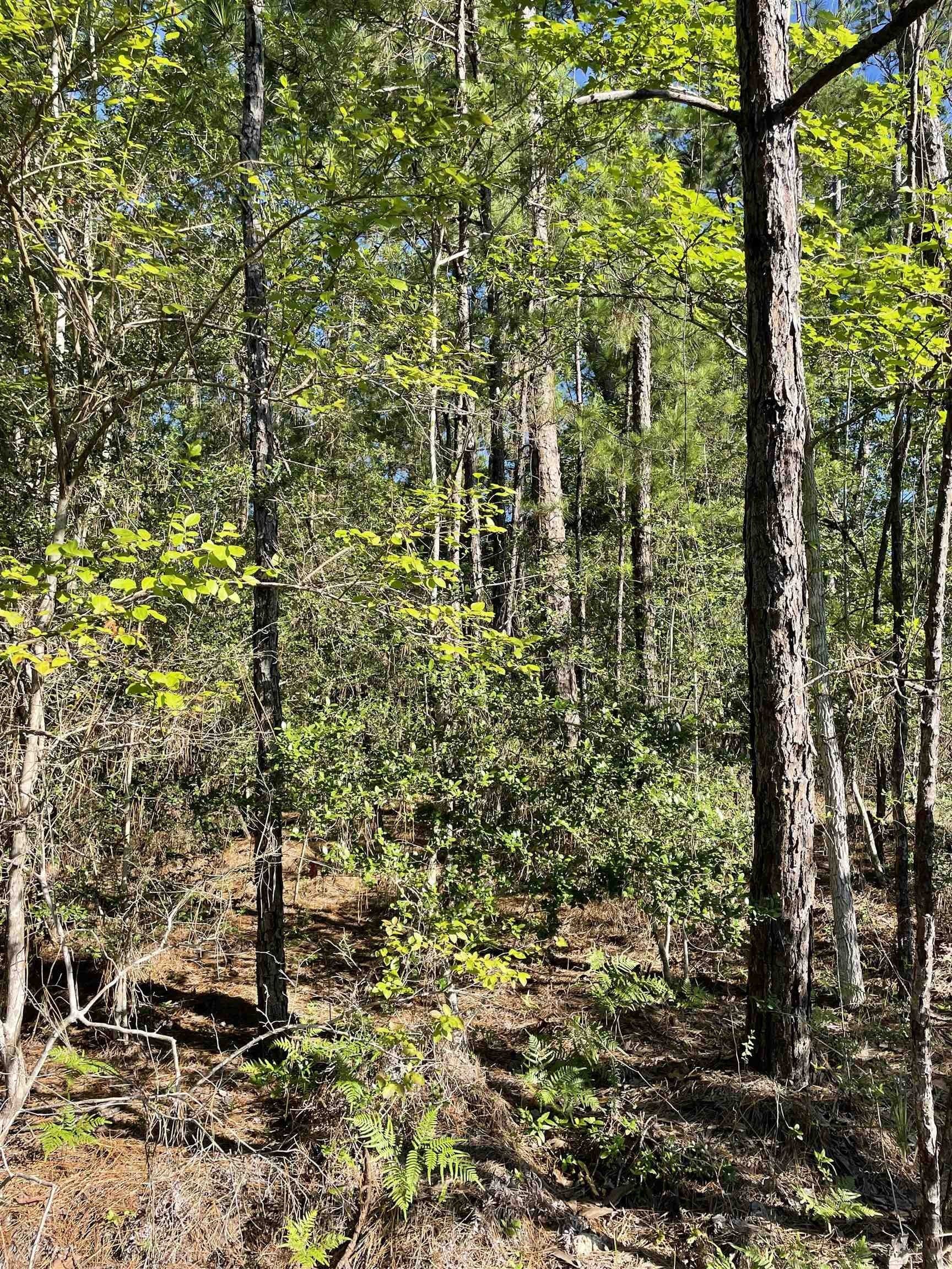 0.22 acres in Texas County gallery image 3