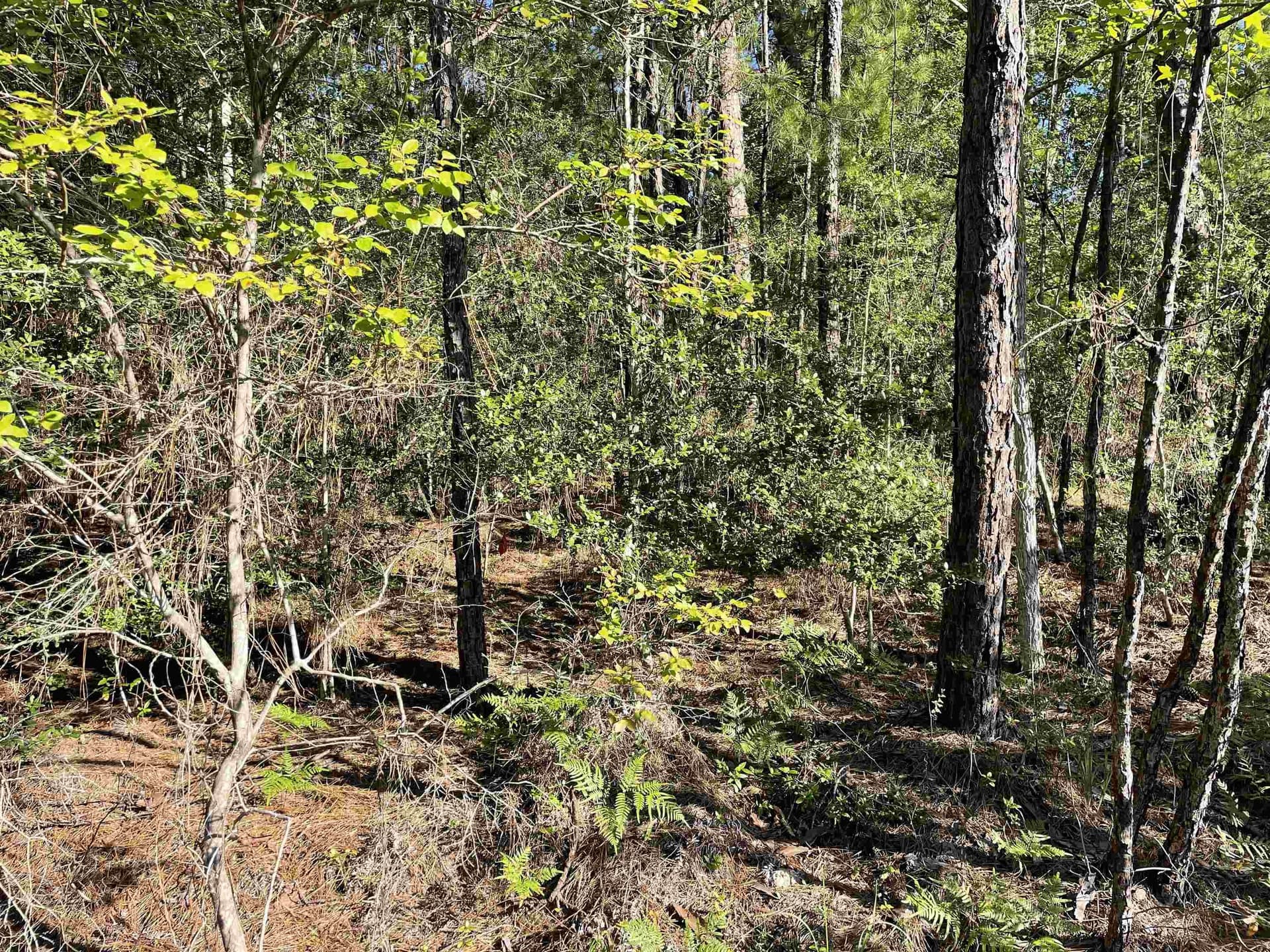 0.22 acres in Texas County gallery image 2