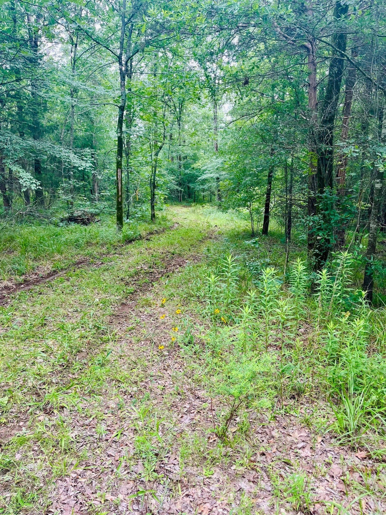 24 acres in Van Zandt County featured view