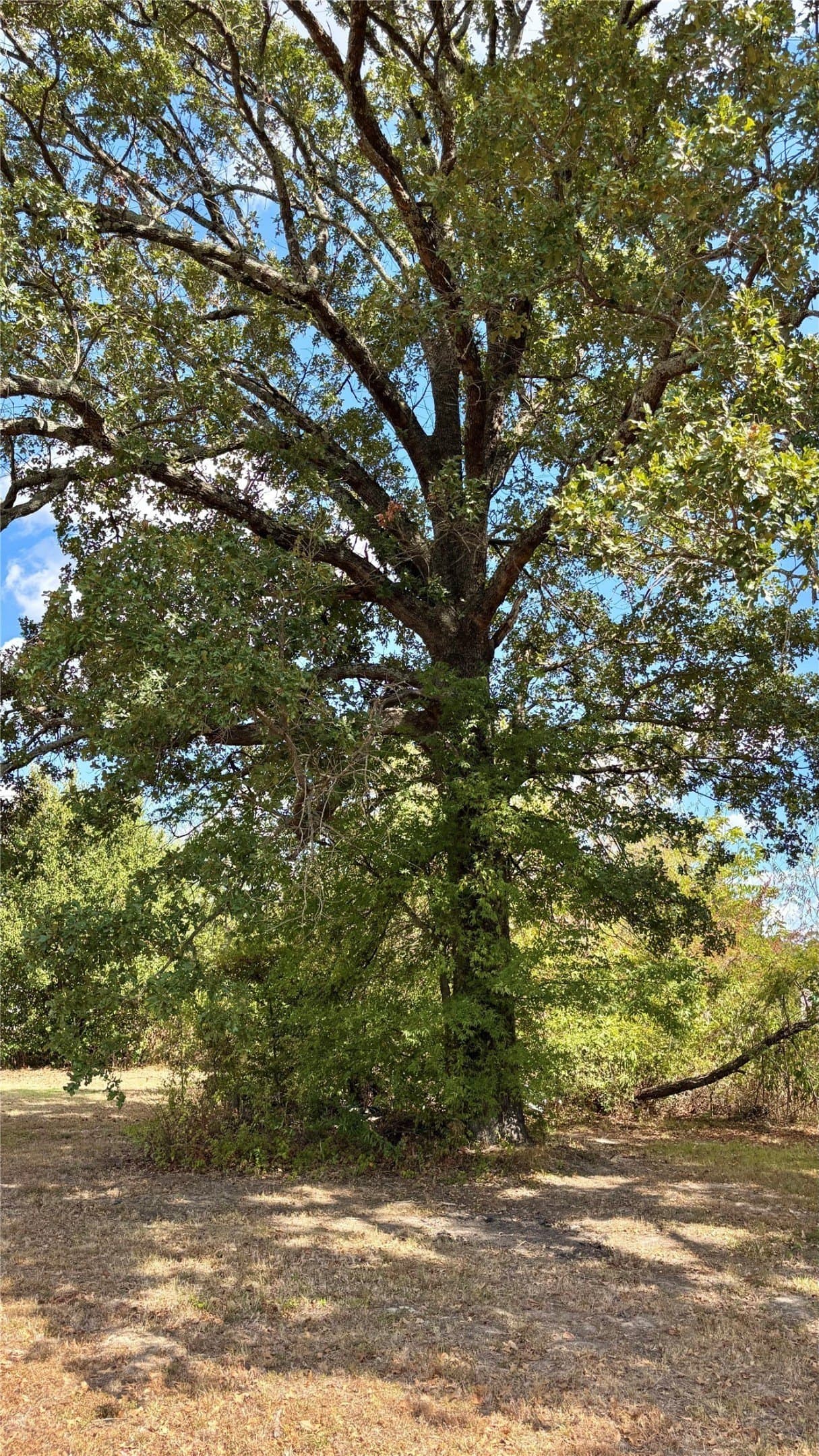 0.25 acres in Wood County - photo 9