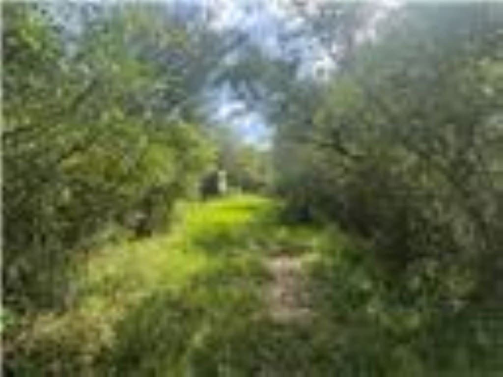 33.9 acres in Wharton Area County gallery image 3