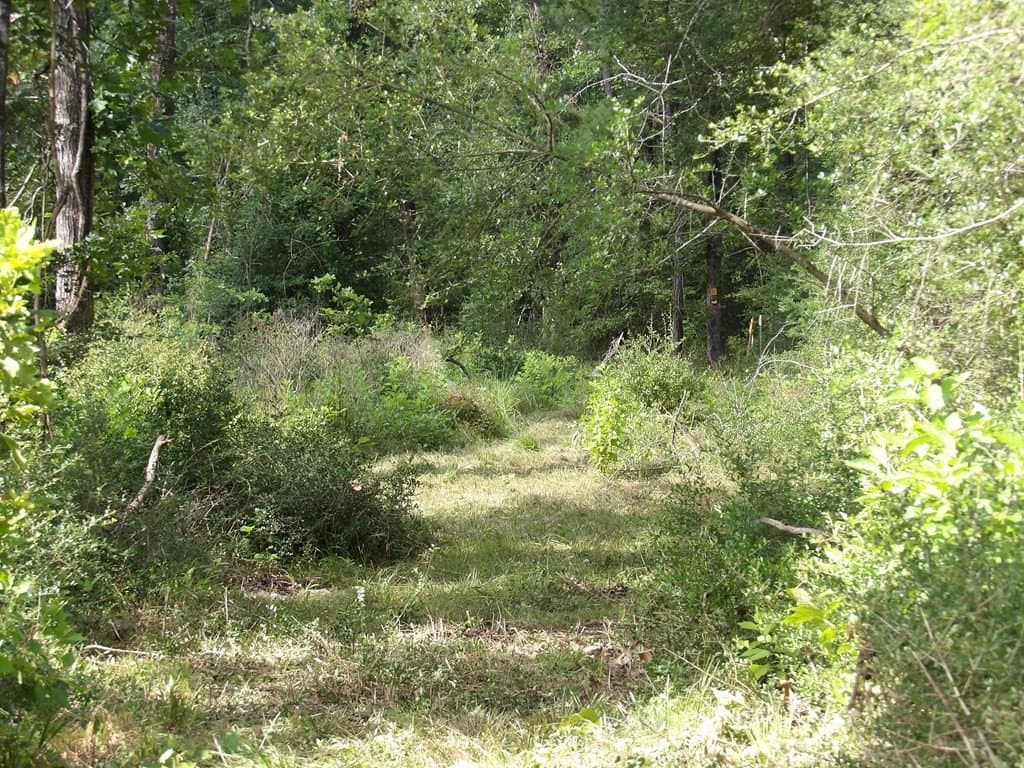 117.6 acres in Texas County - photo 6