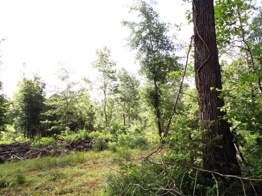 117.6 acres in Texas County - photo 7