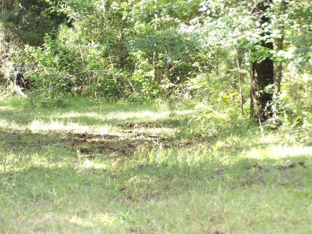 117.6 acres in Texas County - photo 10