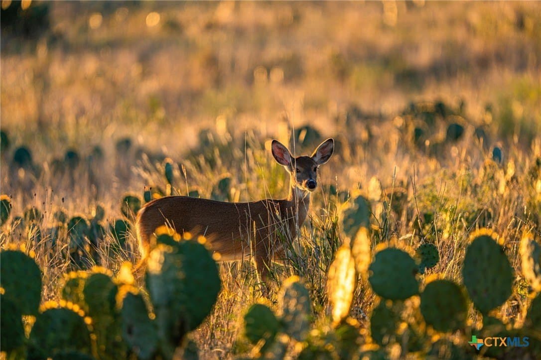 34.25 acres in Bell County featured view