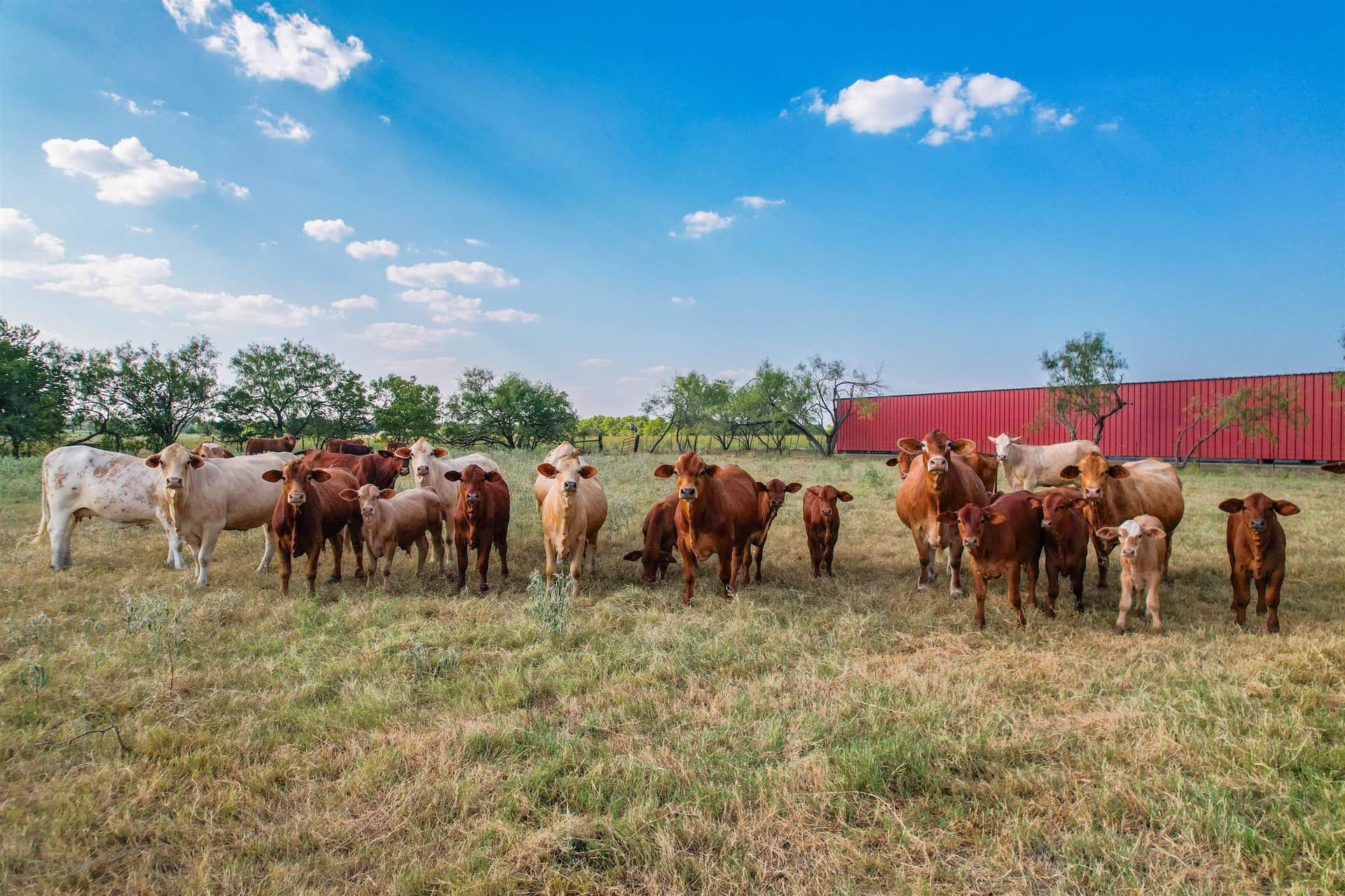 118.57 acres in Limestone County - photo 30
