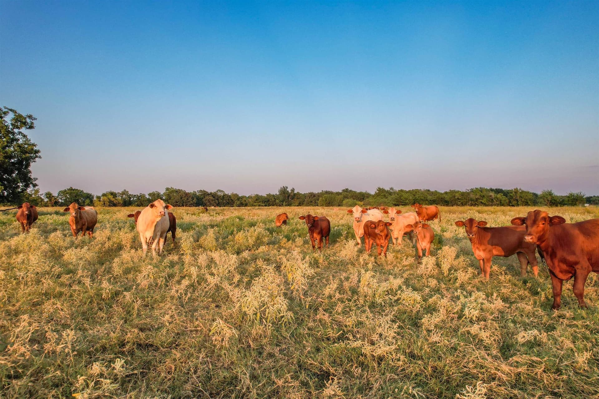 118.57 acres in Limestone County - photo 34