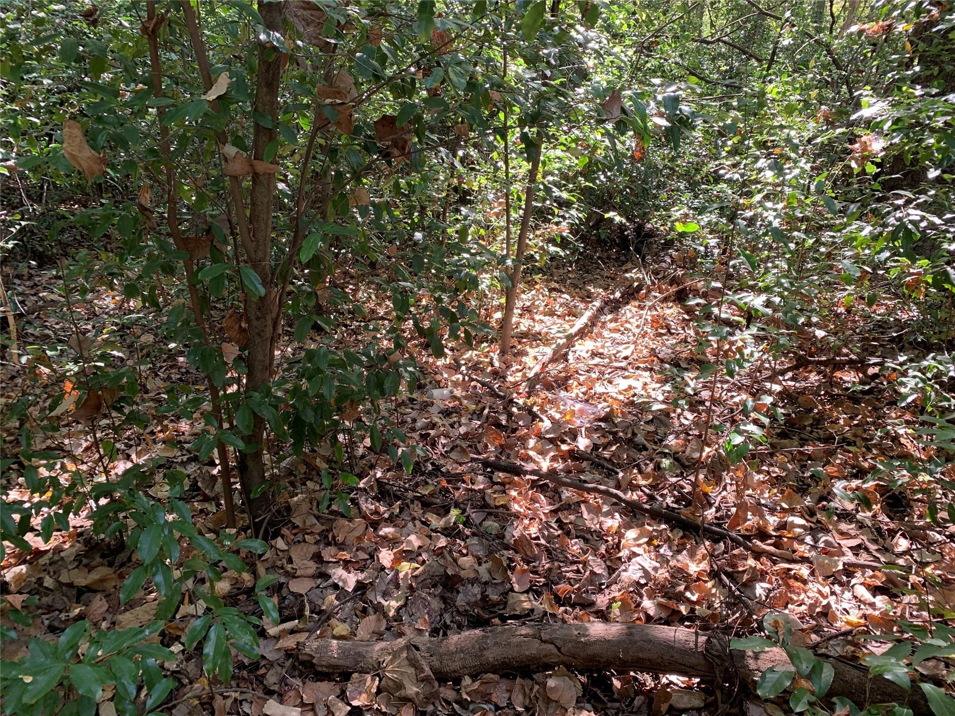 1.95 acres in Henderson County - photo 6