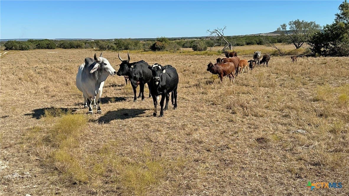 130.03 acres in Lampasas County gallery image 4