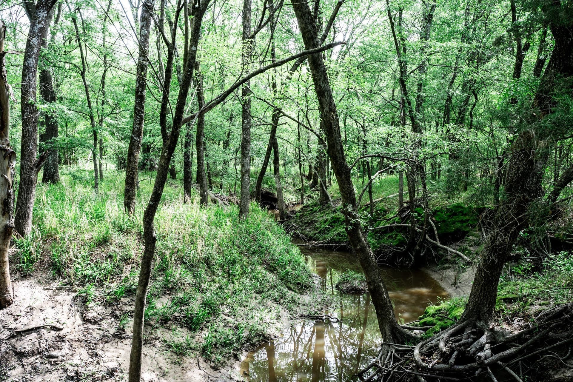 25 acres in Hunt County - photo 29