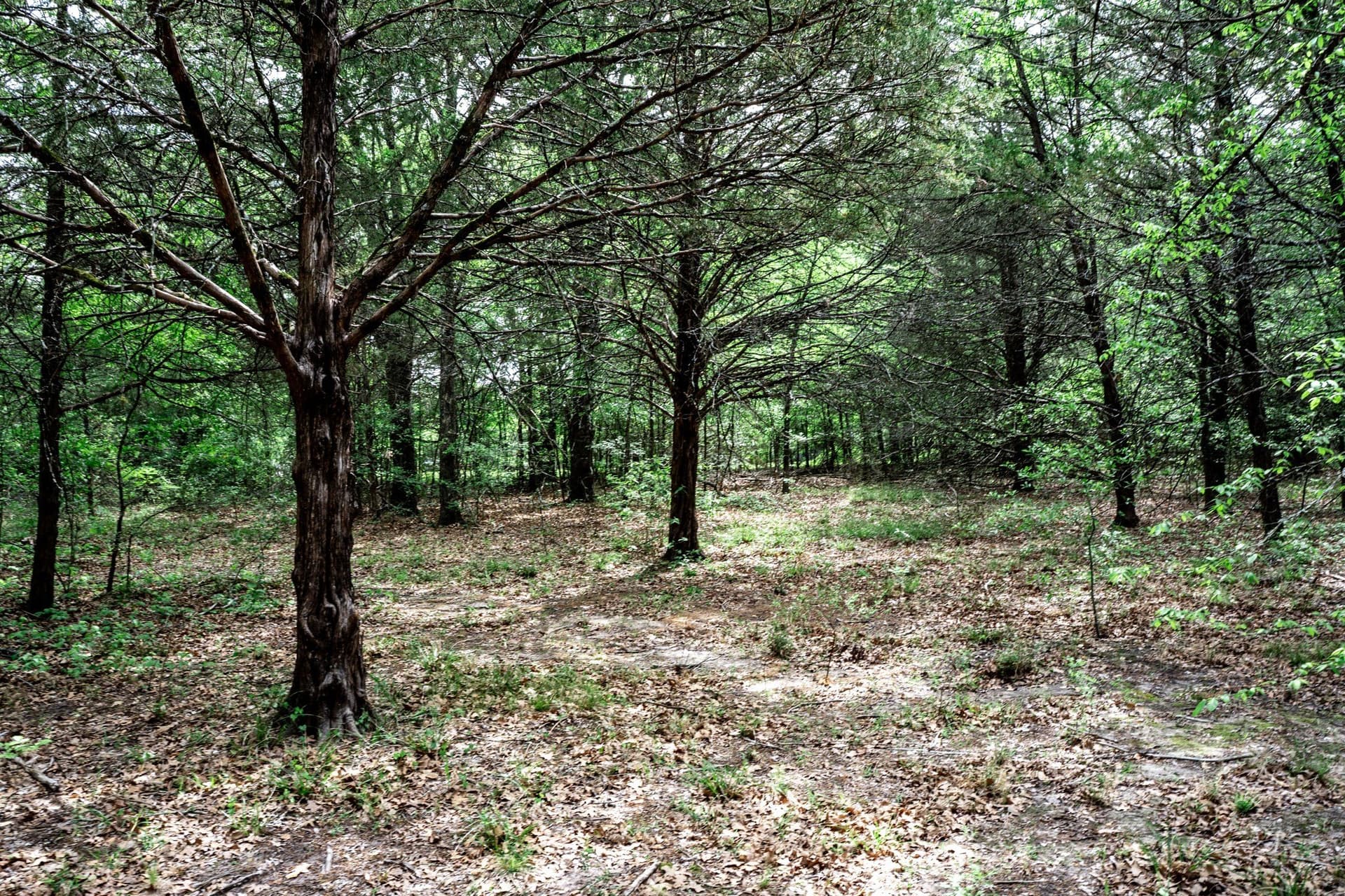 25 acres in Hunt County - photo 32