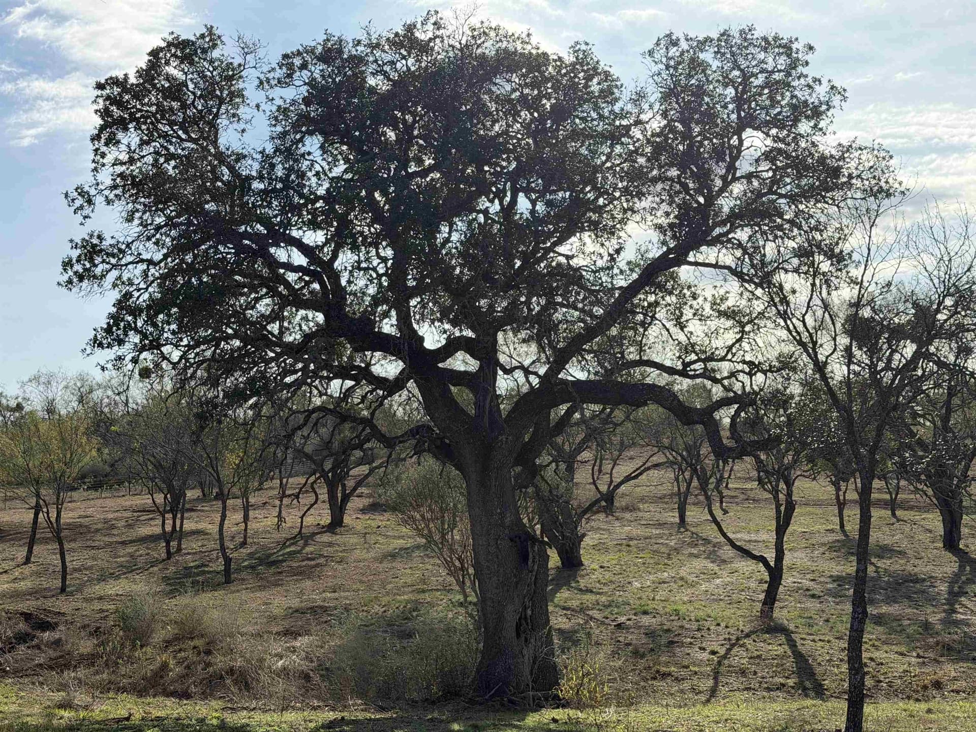 13 acres in Llano County - photo 7