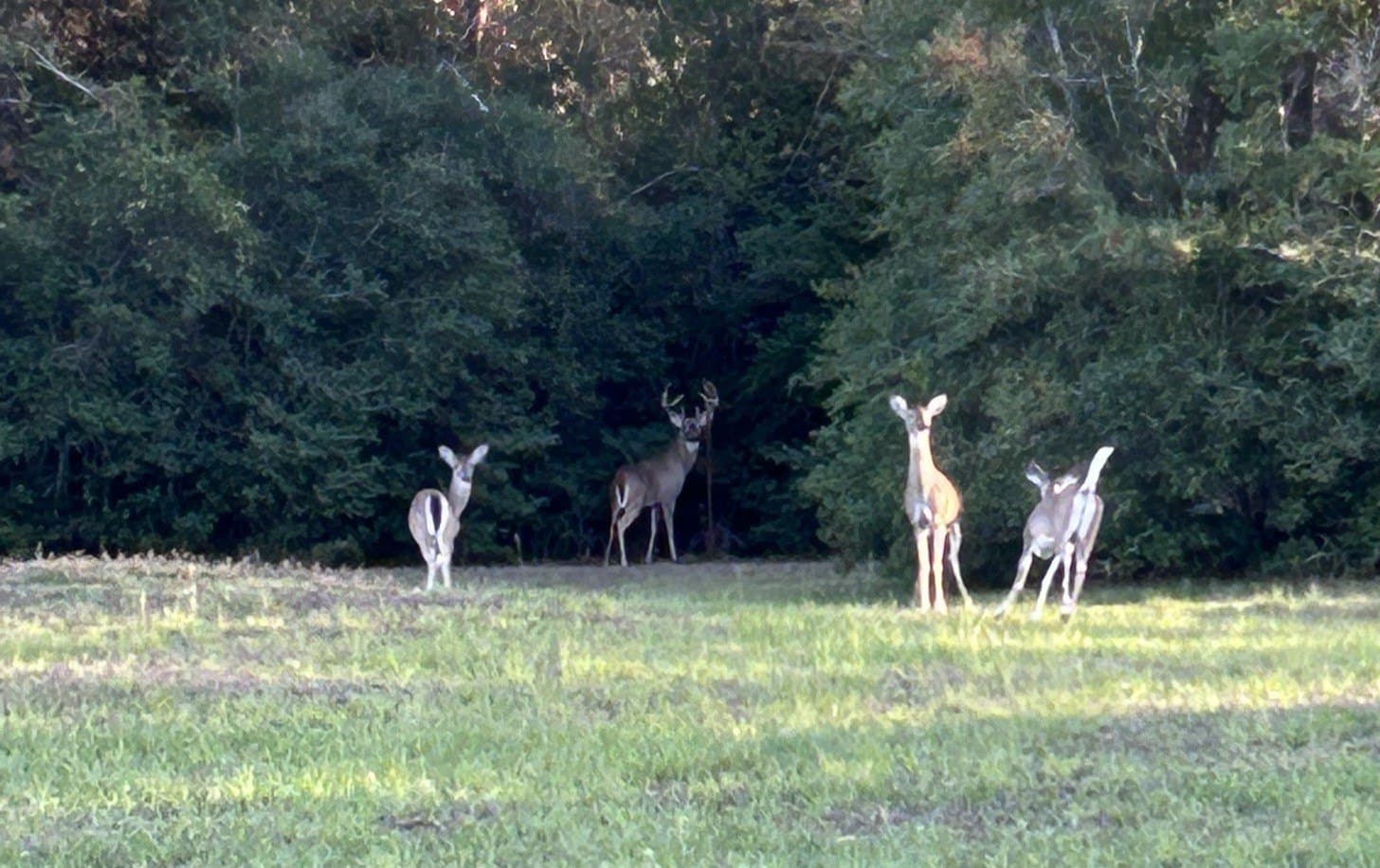 99.17 acres in Robertson County - photo 18