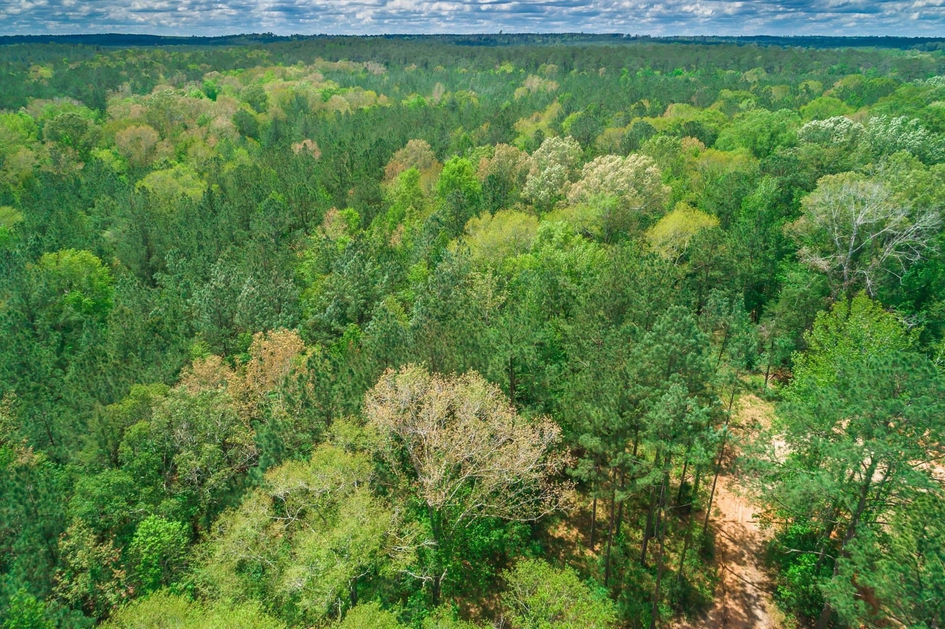 55.8 acres in Texas County - photo 14