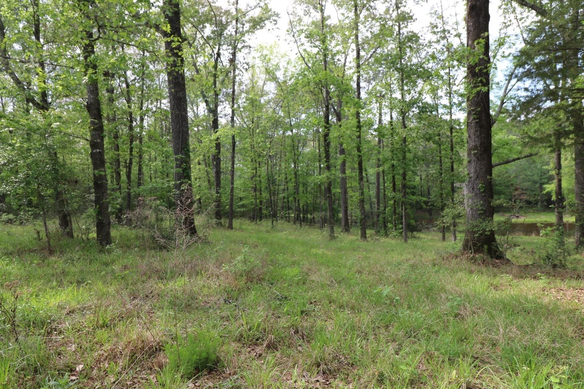 55.8 acres in Texas County - photo 18