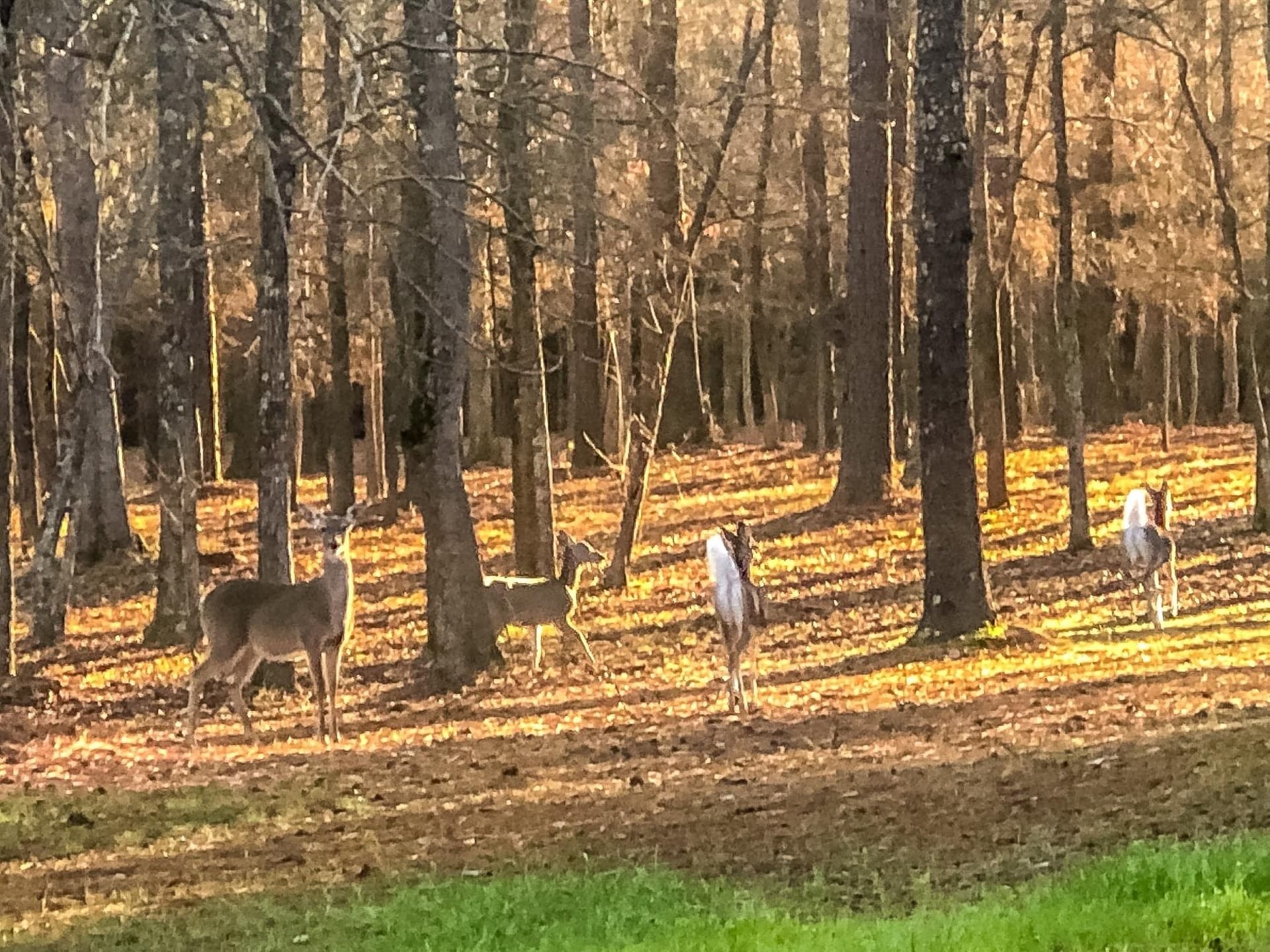 28 acres in Marion County - photo 15