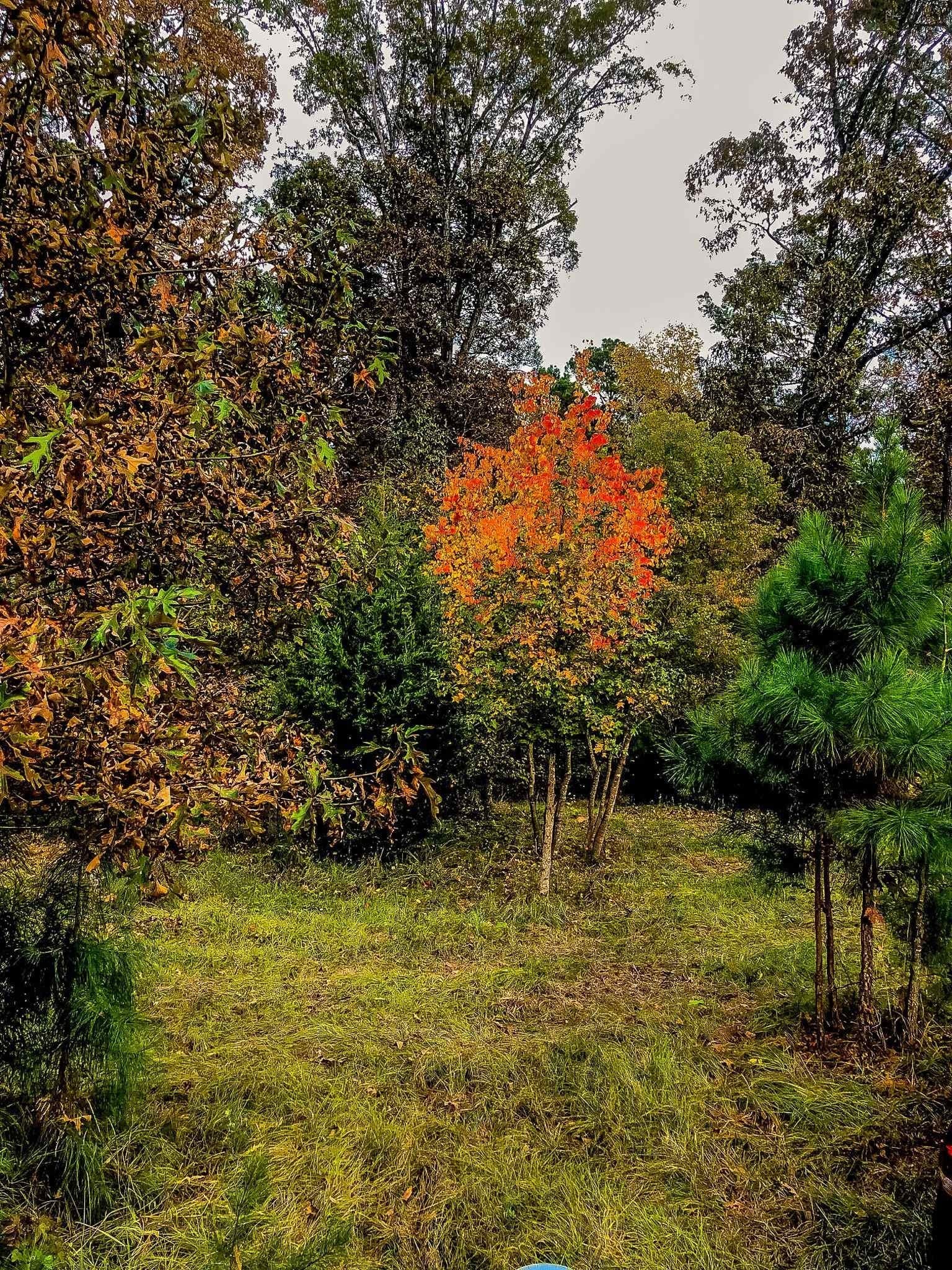28 acres in Marion County - photo 6