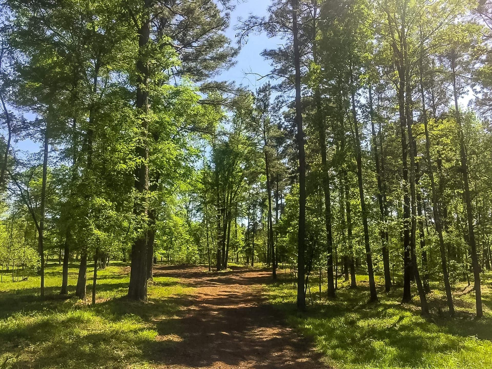 28 acres in Marion County - photo 17