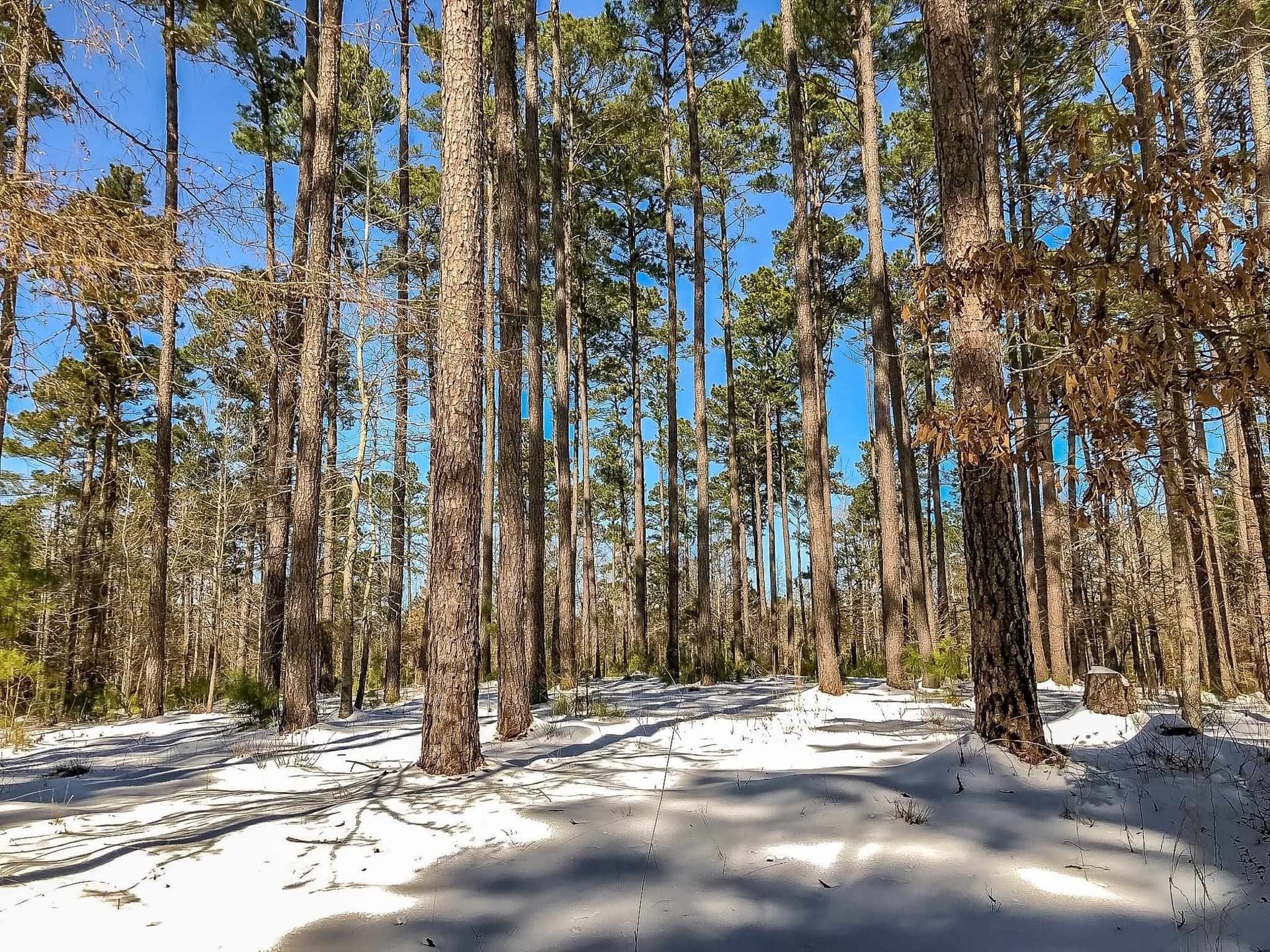 28 acres in Marion County gallery image 2