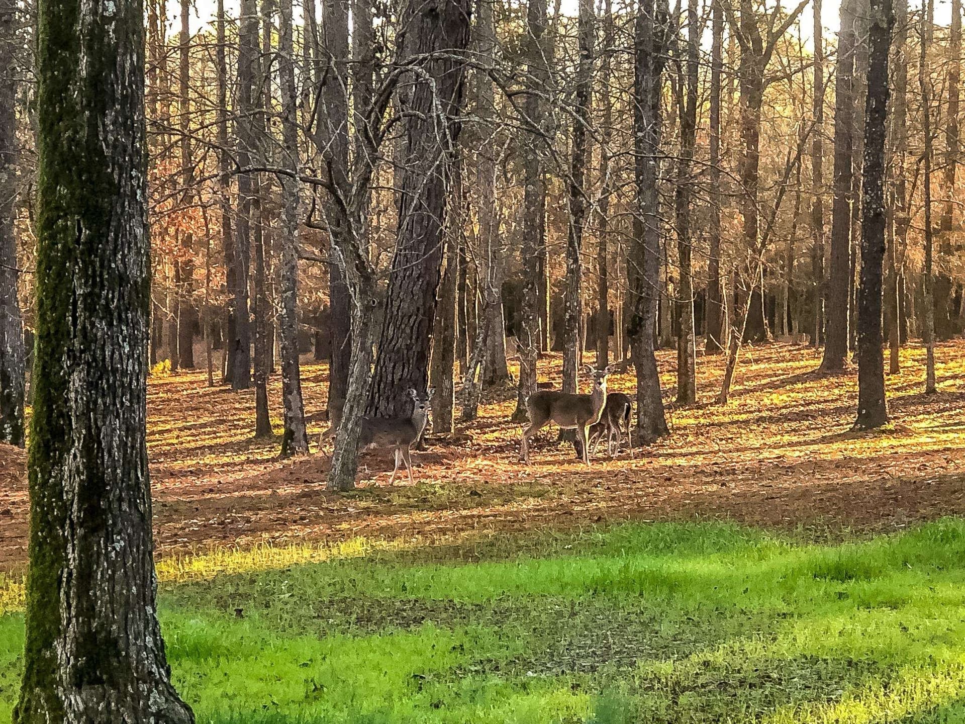 28 acres in Marion County - photo 14