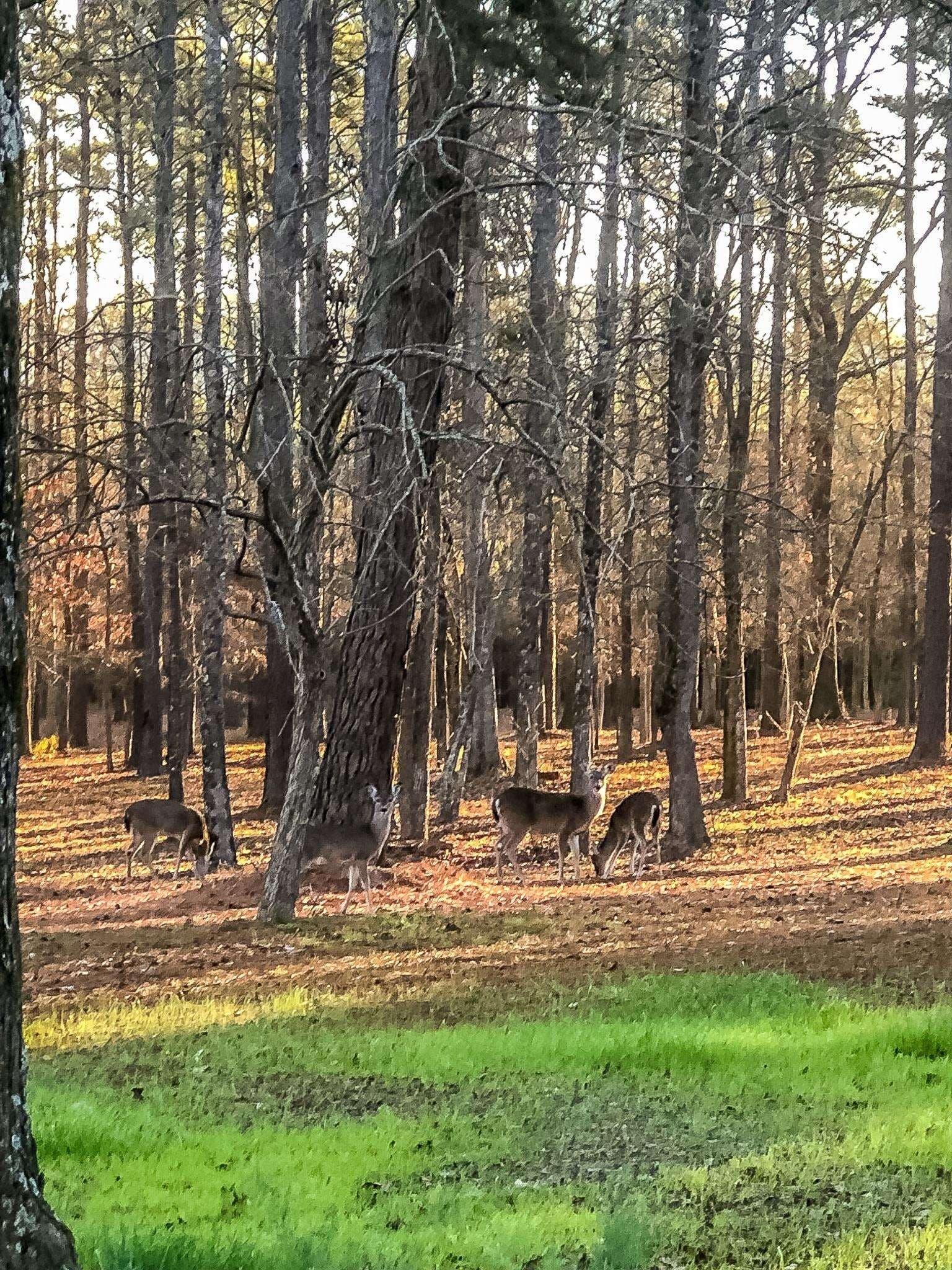 28 acres in Marion County - photo 13